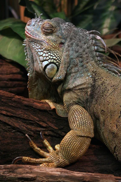 Iguana iguana — Foto Stock