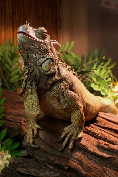 Gruener Leguan — Stok fotoğraf