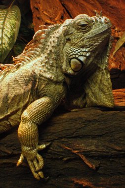 İguana Iguana