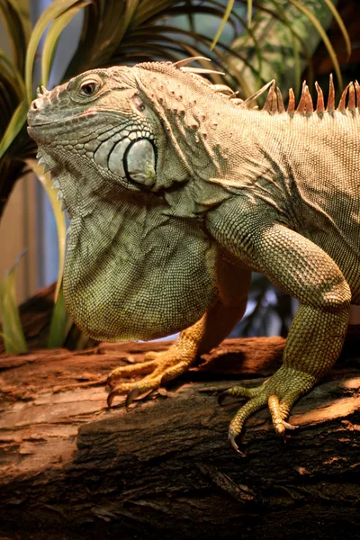 İguana Iguana — Stok fotoğraf