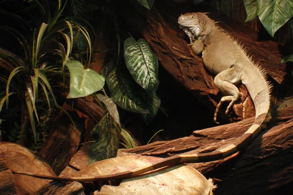 İguana Iguana — Stok fotoğraf