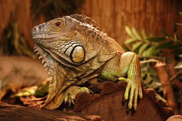 Leguan i einem terrarium — Stockfoto