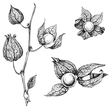 Physalis ayarla, illüstrasyon vektör