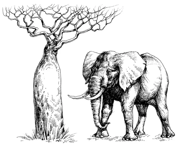 Elefante africano e baobab — Vettoriale Stock