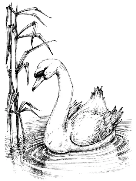Cisne no esboço do lago —  Vetores de Stock