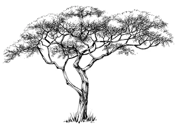 Arbre africain, marula — Image vectorielle