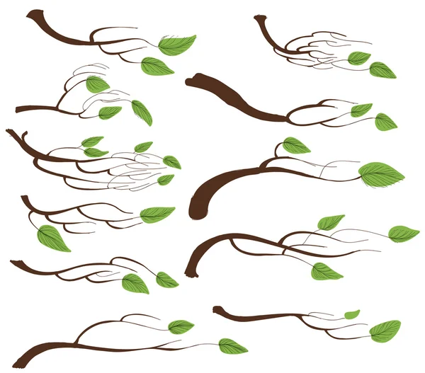 Drzewo gałąź i liści — Wektor stockowy