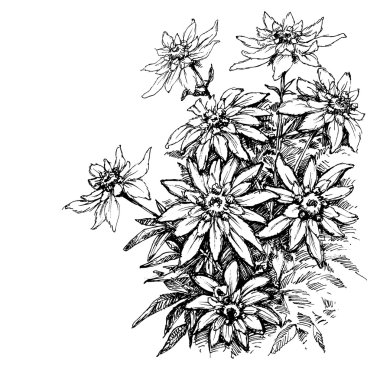 Aşındırma, edelweiss nadir çiçek yaprakları