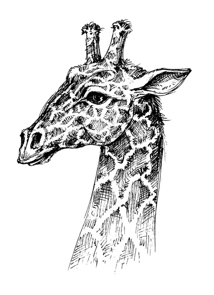 Girafe tête dessin — Image vectorielle
