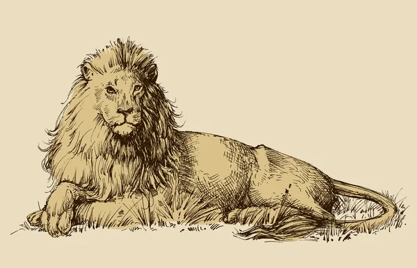 Lev sedící kresba — Stockový vektor