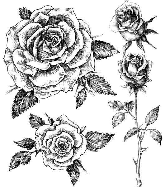 Ensemble de fleurs. Vecteur rose dessiné à la main, style etch — Image vectorielle