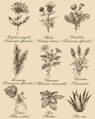 Flowers and herbs set. Medicinal plants and spices hand drawn clipart