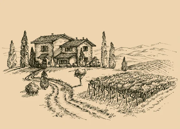 绘图的葡萄园。传统的农场素描 — 图库矢量图片