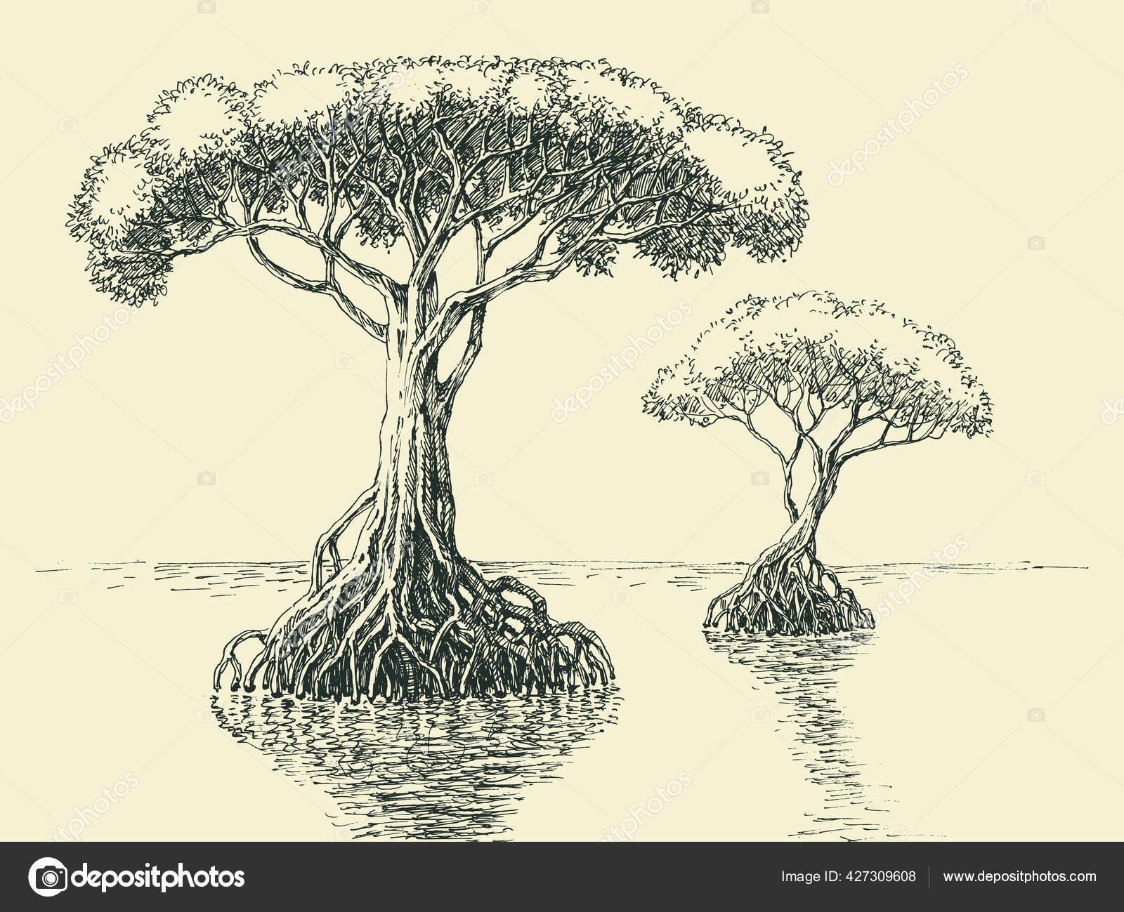 Mangrove Tree Hand Drawing Tropical Trees Growing Salt Waters Stock