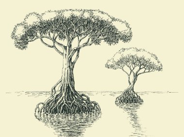 Mangrove ağacının el çizimi. Tuzlu sularda yetişen tropikal ağaçlar