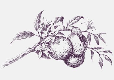 Çiçek açan portakal ağacı dalı, portakal meyvesi ve çiçek taşıyıcı el çizimi