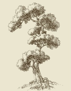 Meşe ağacı el çizimi vektör illüstrasyonu