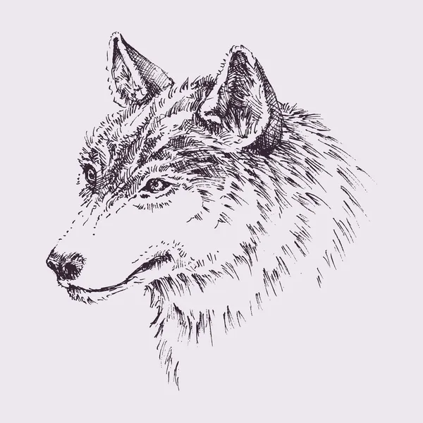 Wolfskopf Handgezeichnetes Porträt Für Shirt Oder Emblem Design — Stockvektor