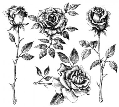 El çizimi çiçek seti, gül koleksiyonu