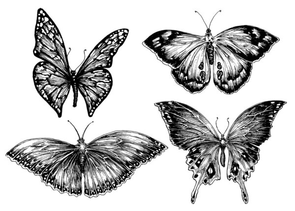 Butterfly vector set 