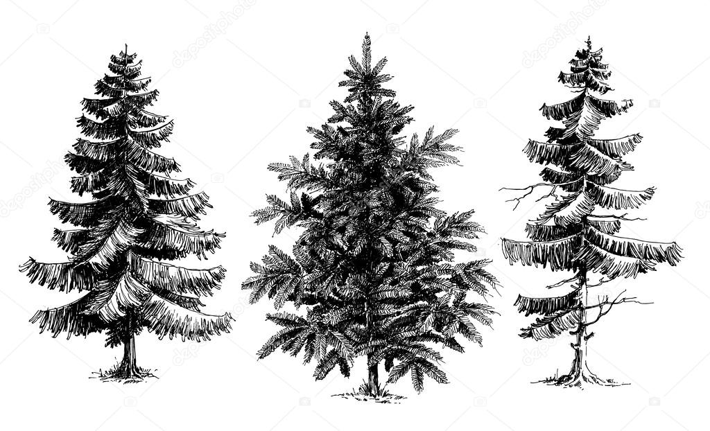 Pine trees Christmas trees realistic hand drawn vector set, is