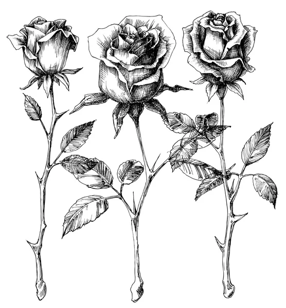 Conjunto de dibujo de rosas individuales — Archivo Imágenes Vectoriales