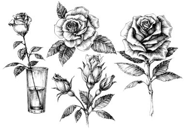 Roses set, floral design elements collection