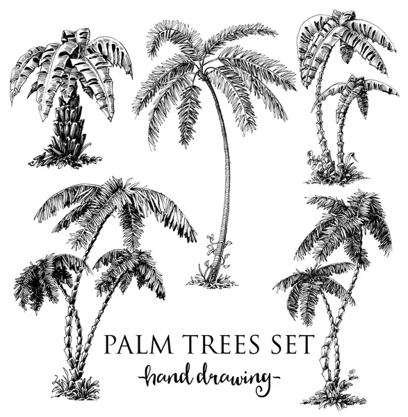 Set de palmiers détaillé — Image vectorielle