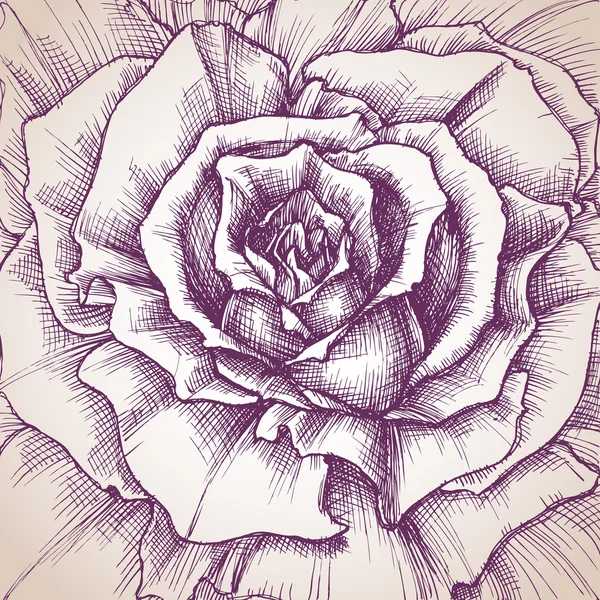 Rose dibujo de primer plano, un diseño para invitaciones de boda cubierta — Archivo Imágenes Vectoriales