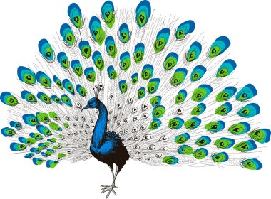 Tavus kuşu el çizimi