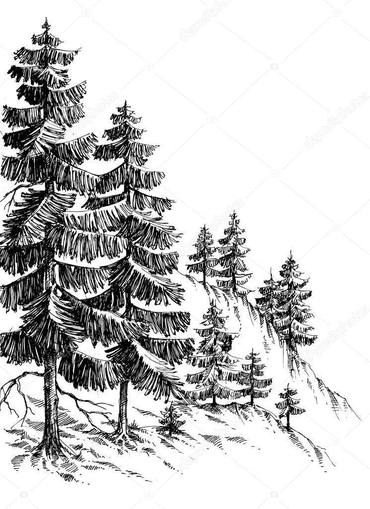 Pine forest, winter mountain landscape drawing