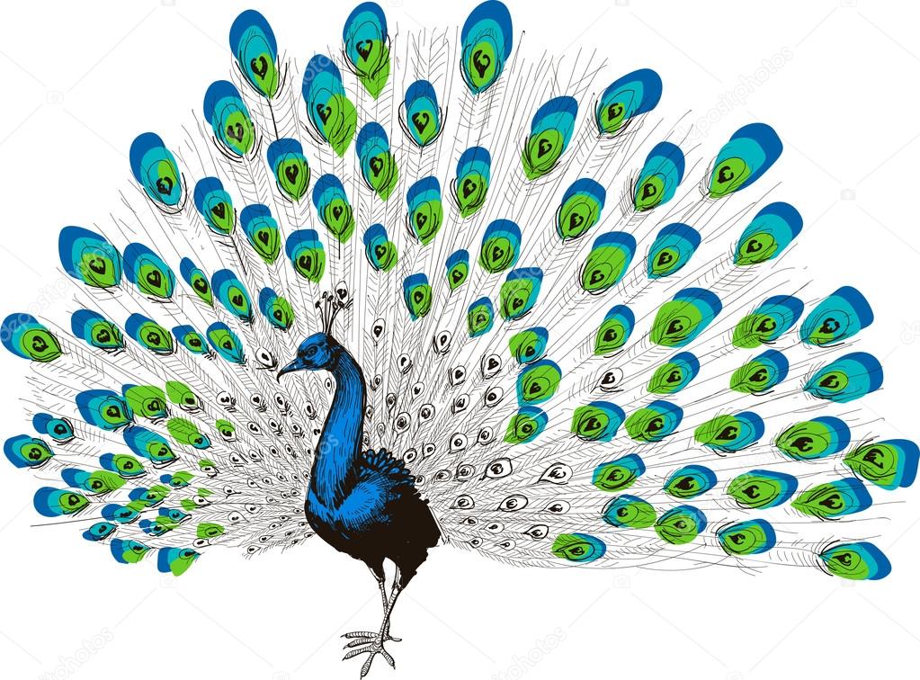 Peacock hand drawing