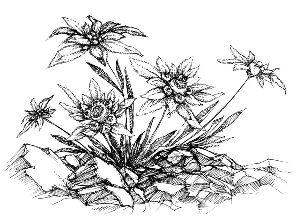 Edelweiss dans le style etch — Image vectorielle