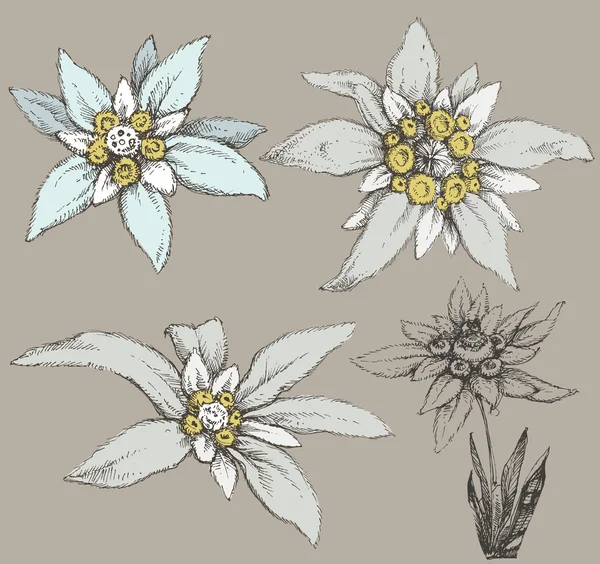 Colección de flores Edelweiss — Vector de stock