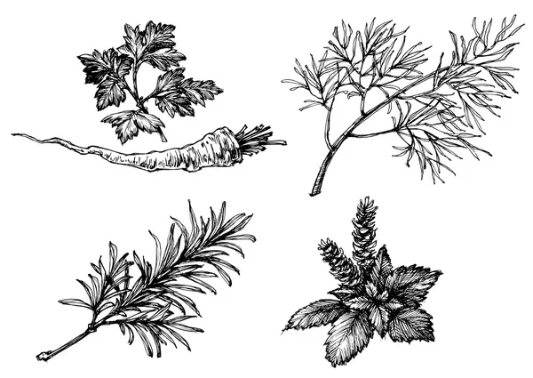 Dibujos de verduras y hierbas en blanco, estilo retro dibujado a mano — Archivo Imágenes Vectoriales