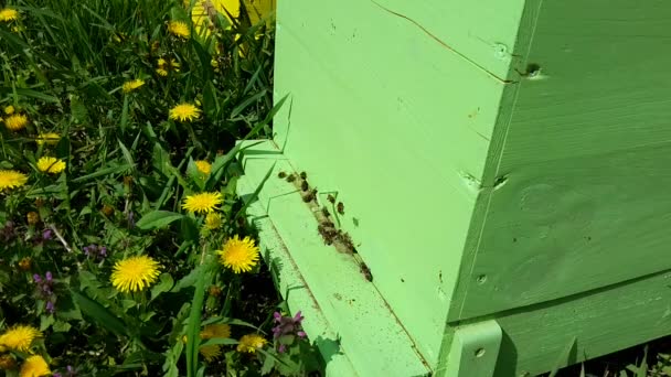 Bijen op groene Bijenkorf schieten op tijd vervallen video — Stockvideo