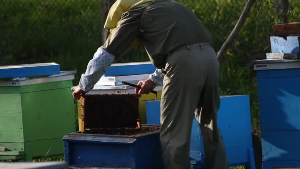 Apiculteur travaillant sur une ruche — Video