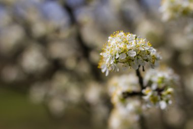 Bahar bahçe çiçek açan meyve ağaçları