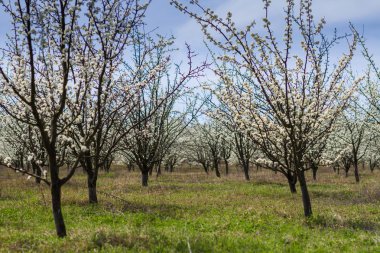 Bahar bahçe çiçek açan meyve ağaçları