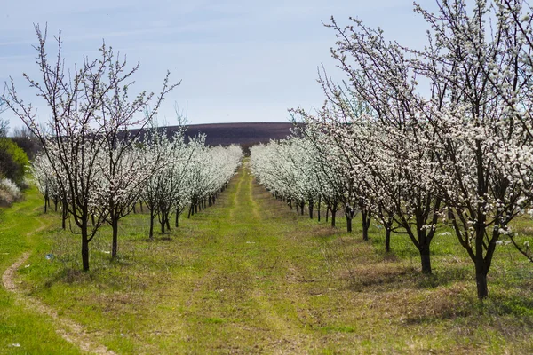 Blooming fruit trees in spring garden — Stock Photo, Image