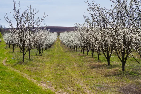 Blühende Obstbäume im Frühlingsgarten — Stockfoto