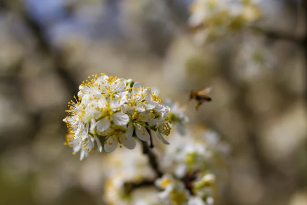 Kvetoucí ovocné stromy v jarní zahradě — Stock fotografie