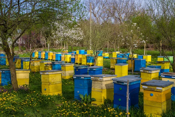 Bee bijenkasten in lentetuin — Stockfoto