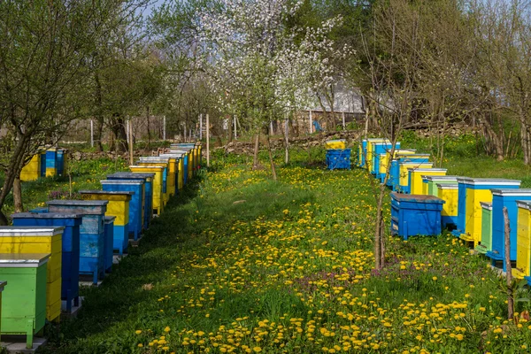 Colmenas de abejas en jardín de primavera — Foto de Stock