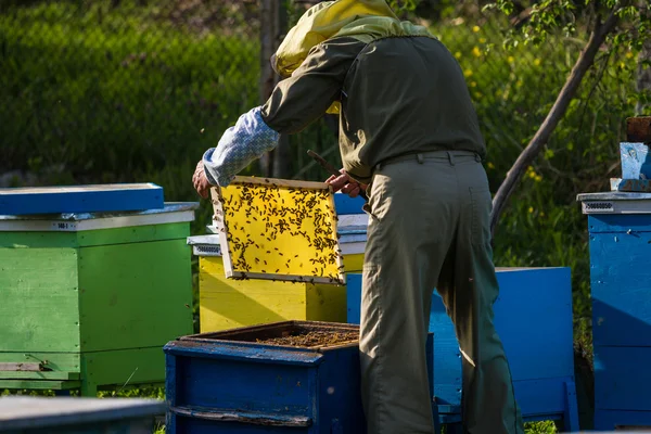 Apicultor trabajando en colmena de abejas —  Fotos de Stock