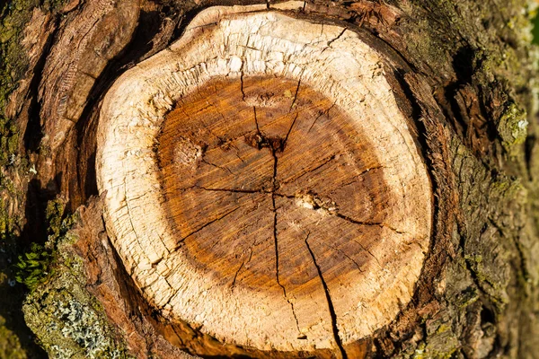 Slice texture from a fir tree stump — Stock Photo, Image