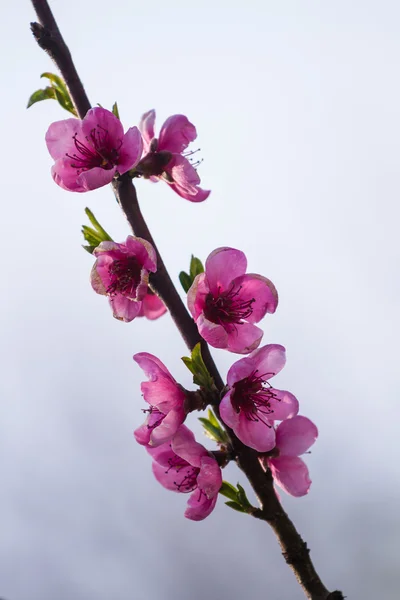 Kwiat kwitnąć wiosną — Zdjęcie stockowe