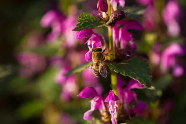 Bee on spring blossom flower — Stock Photo, Image