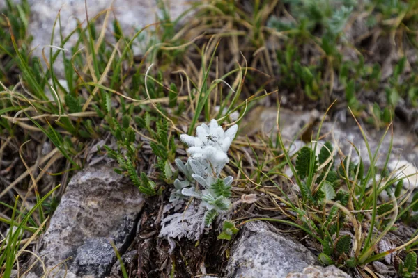 Edelweiss flor en la naturaleza de alta montaña — Foto de Stock