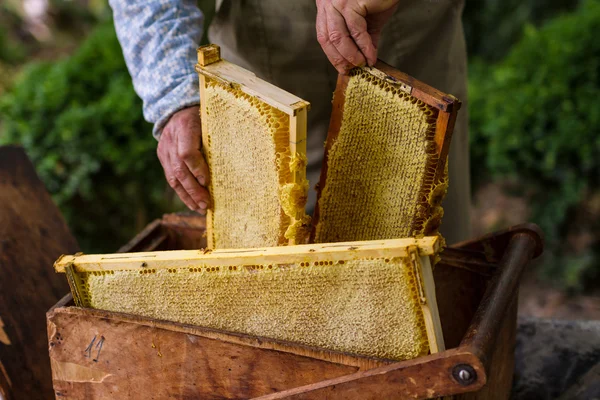 Beekeeper working on bee hive — Stock Photo, Image